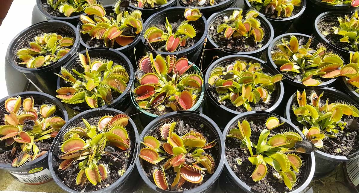 Succulent-Flytraps-Dionaea-Muscipula-Flytrap-Collection.jpg
